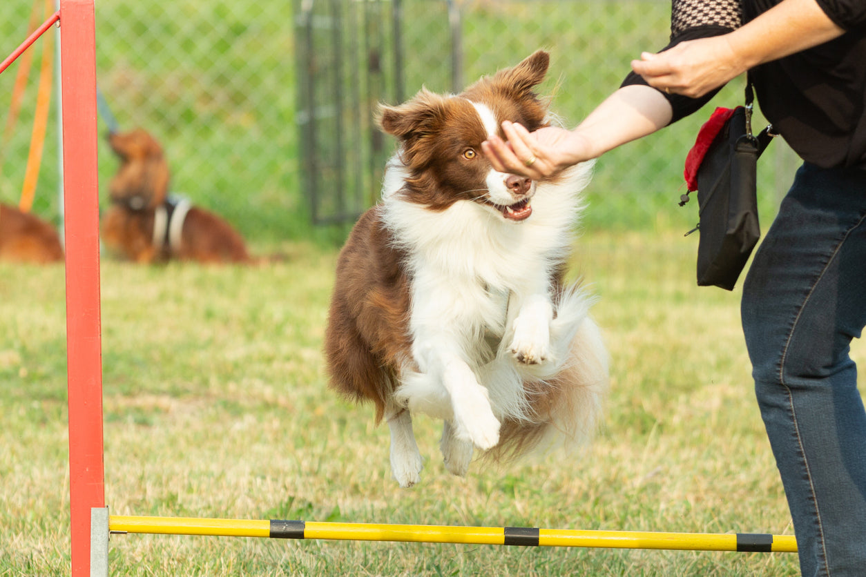 Dog Agility